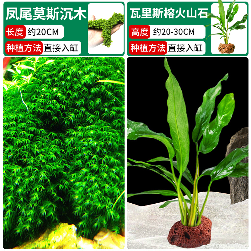 피닉스 테일 이끼 침목 나무 + 발리스 반얀 화산석 [클래식 조합❤훌륭한 가치]