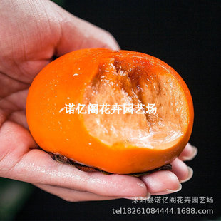 ���������Ә����ϱ���ͥԺ�������ԷNֲ�޽�����������箔��Y��