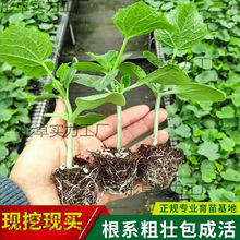 �����ļ��̨�S����ˮ��������߲������ԷN�紺�G����ϸ߮a����