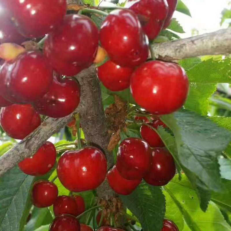 基地现挖北方南方种植新品种车厘子树苗南方北方阳台庭院果树