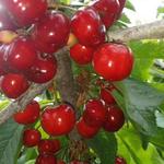 基地现挖北方南方种植新品种车厘子树苗南方北方阳台庭院果树