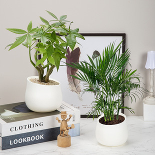 Source Factory Tilted Basin-Shaped Milky White Plastic Flower Pot Black Desktop Succulent Pot Small Artificial Succulent Pot