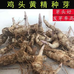 �S���Nֲ���u���^�S���N�罪�ͬF�ڬF�l���r�ɻ��ʸ�500g���]��؛