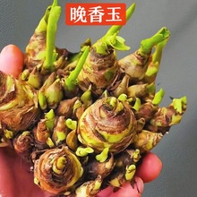 ��������N��������ˮ�ٺϻ��N��ˮ����ѩ�m�L������피t�N��