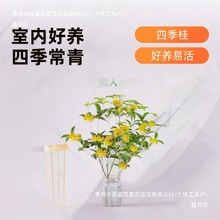 水培桂花树苗盆栽水养四季桂懒人水培植物室内好养易活花卉绿植