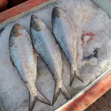 新鲜冷冻养殖鲥鱼三黎鱼冰鲜洄游淡水鱼海捕时鱼海鲜酒店用