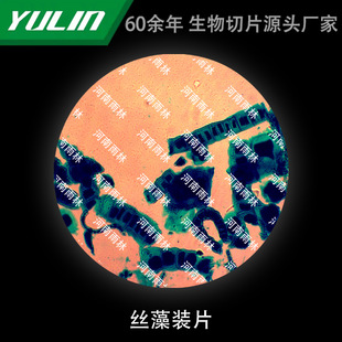 Silk Algae Loading Biological Microscope Specimen Animal and Plant Cell Slides Observation Experimental University