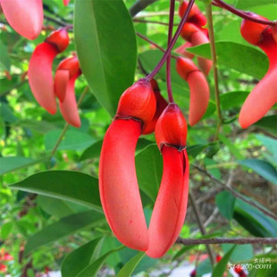 �²��u�ڴ�ͩ�N�� ������ͩ �u�ڶ��N�� �����t �u�ڻ���N�Ӱ��]