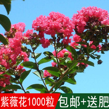 紫薇樹種子 紫薇樹種子批發 促銷價格 產地貨源 阿里巴巴