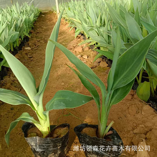 Wholesale High-Quality Aquatic Canna, Easy-To-Live Wetland Park, River Landscaping Decoration, Qingzhou Aquatic Plants