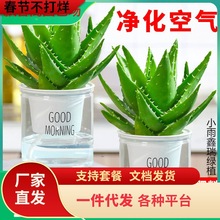 一件代发芦荟盆栽室内卧室净化空气耐旱花卉绿植办公室桌面好养库