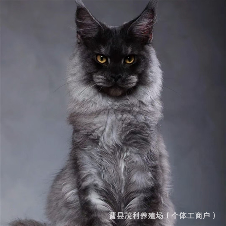 纯种缅因幼猫活体赛级大型缅因猫幼崽波斯系长毛缅因宠物猫咪活物