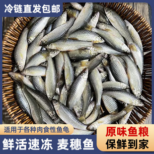 Wheat Fish, Small Luohan, Loach Segment, Cultured Freshwater Fish, Wicker Fish, Mosquito Fish, Small Miscellaneous Fish, Chilled Mountain Root Fish, Turtle Food