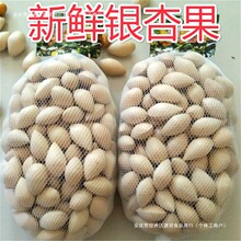 新鲜生白果银杏果2斤包邮（保质保量）鲜白果仁银杏带壳无漂白