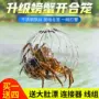 梦达自动手竿大闸蟹螃蟹笼