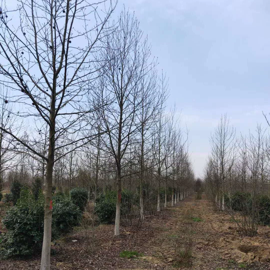 Номер телефона поставщика Jiangxi Liquidambar Jiuzhou Liquidambar Seedlings 3cm Liquidambar 6cm Liquidambar Clusters Liquidambar