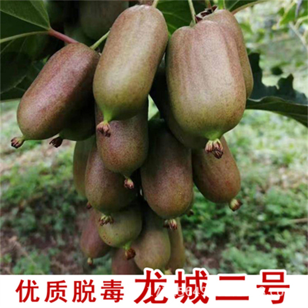 基地批发新西兰黄金奇异果 猕猴桃果树苗 南北方庭院盆栽地栽种植