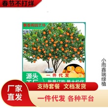 基地批发砂糖桔苗果树苗无核砂糖橘苗沙糖桔苗橘子苗当年结果