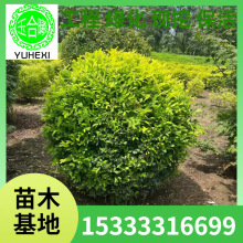 绿叶水蜡球 金叶水蜡 女贞球 水蜡堆 小区公园绿化用树 水蜡小苗