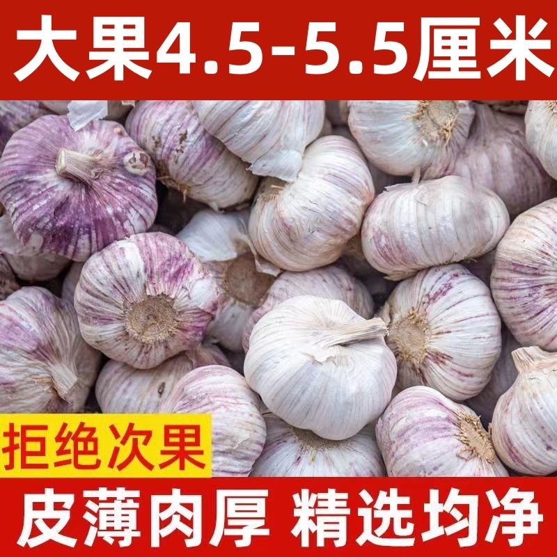 2024山東金郷紫皮ニンニク乾燥ニンニク5斤10斤新鮮多弁農家新ニンニク頭ニンニク頭|undefined