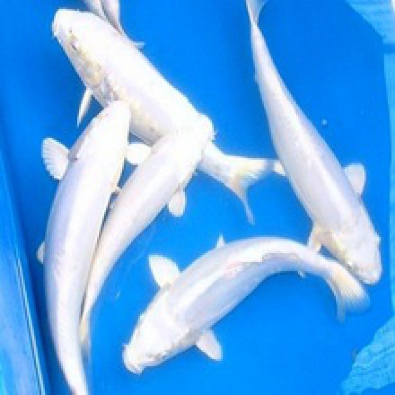 小金魚卸売、活魚、観賞魚、小卸売、鯉、鯉、三色赤白子頭、入門レベルの耐久性のあるヘアエクステンション|undefined