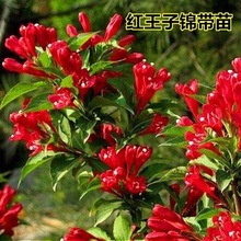 �t�����\��:ͥԺͥԺ�^��ֲ���������ļ����_�t�����ļ��t