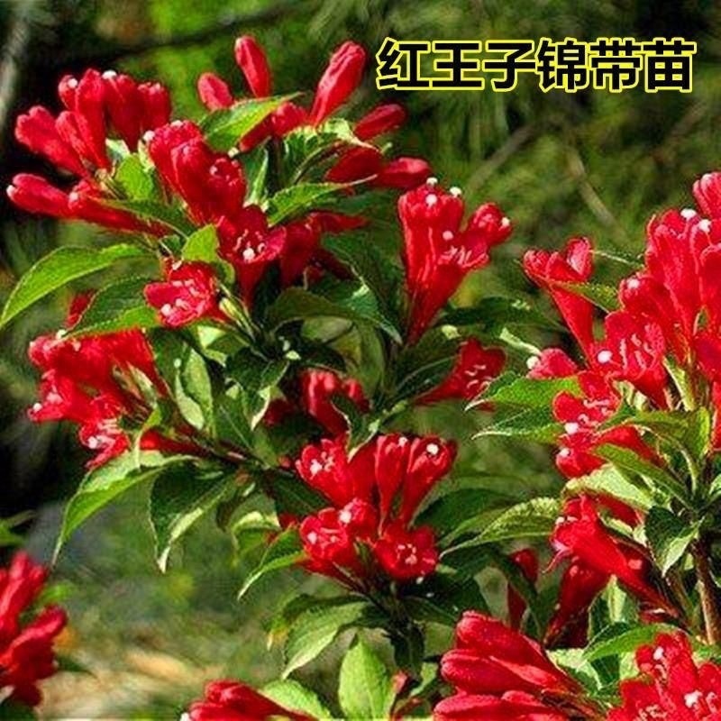 红王子锦带:庭院庭院观花植物吸树苗四季花开红枫树四季红