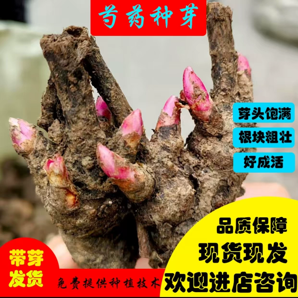 Рассада пионов, декоративная рассада пионов, белые пионовые бутончики в горшках, корневые клубневые формы пионов, лекарственная рассада пионов.