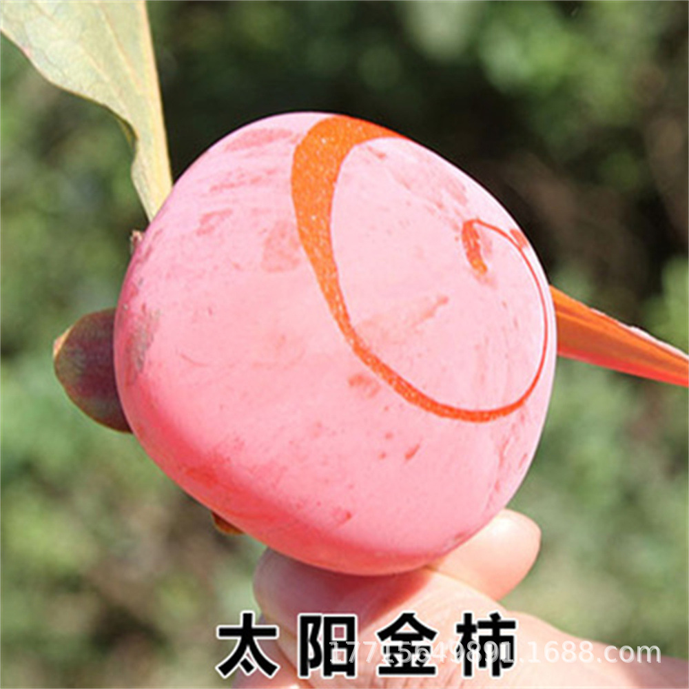 果现挖苗批发销售果树苗牛心甜柿苗味甜结果快柿子苗无核早熟种苗