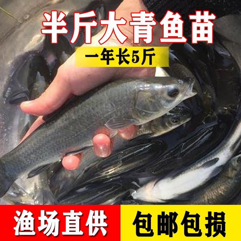 Extra Large Snail Herring Fry, High-Quality Black Anhui Freshwater Fish Pond and Reservoir Breeding Half a Pound of Black Herring Fry Edible Herring Fry