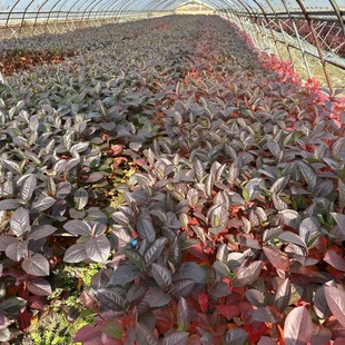 Wholesale of Black Fruit Rowan Saplings from the Place of Origin, Also Known as Immortal Plum Saplings, Suitable for Orchard Planting and Greening Planting