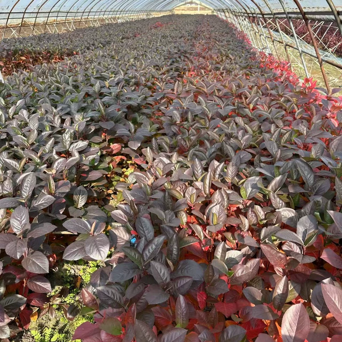 Оптовая продажа черных ясеневых саженцев с места происхождения, также известных как саженцы бессмертной сливы, подходящих для посадки в садах и посадки для зеленения.