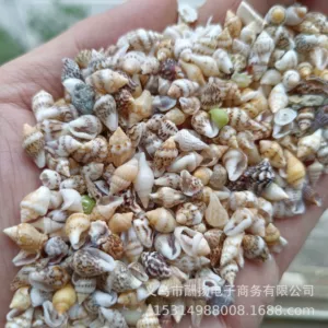 [花麦螺玉米螺 小贝壳海螺 手工材料DIY 小米螺 微景观漂流瓶装饰]