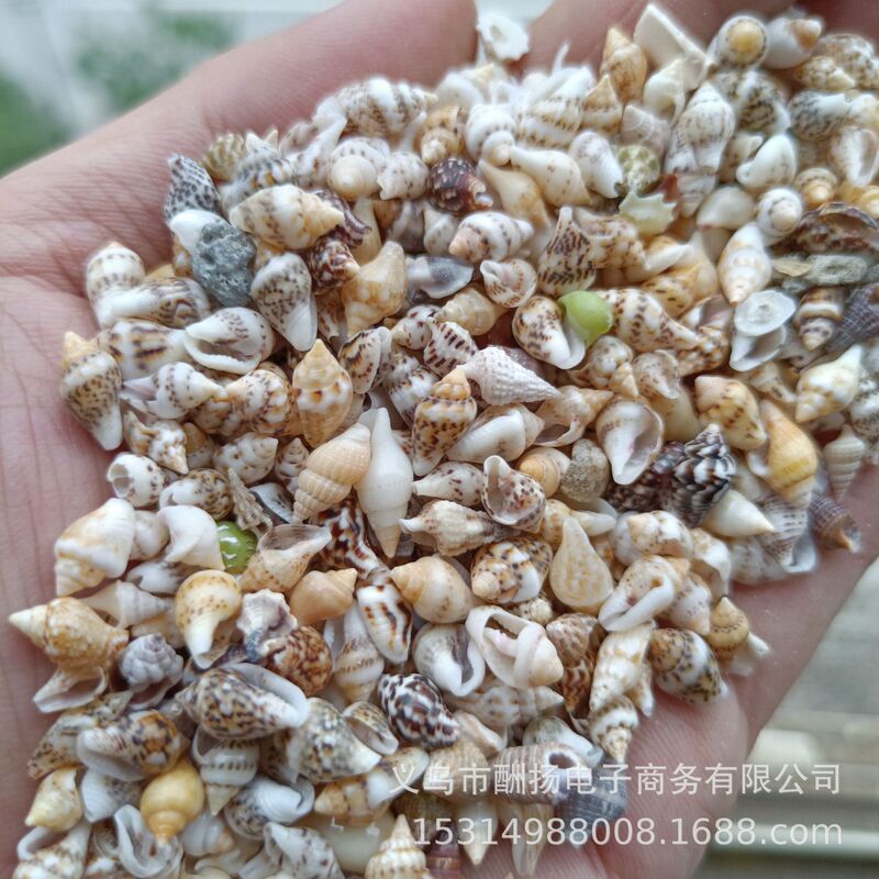 Flower Snail, Corn Snail, Small Shell Conch, Handmade Material Diy, Millet Snail, Micro Landscape Drift Bottle Decoration