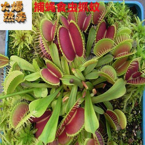 ��ω�������ļ�ˮ����ò�ʳ�x���i�\��ʳ�˻��҃Ⱥ��B���ܾGֲ��