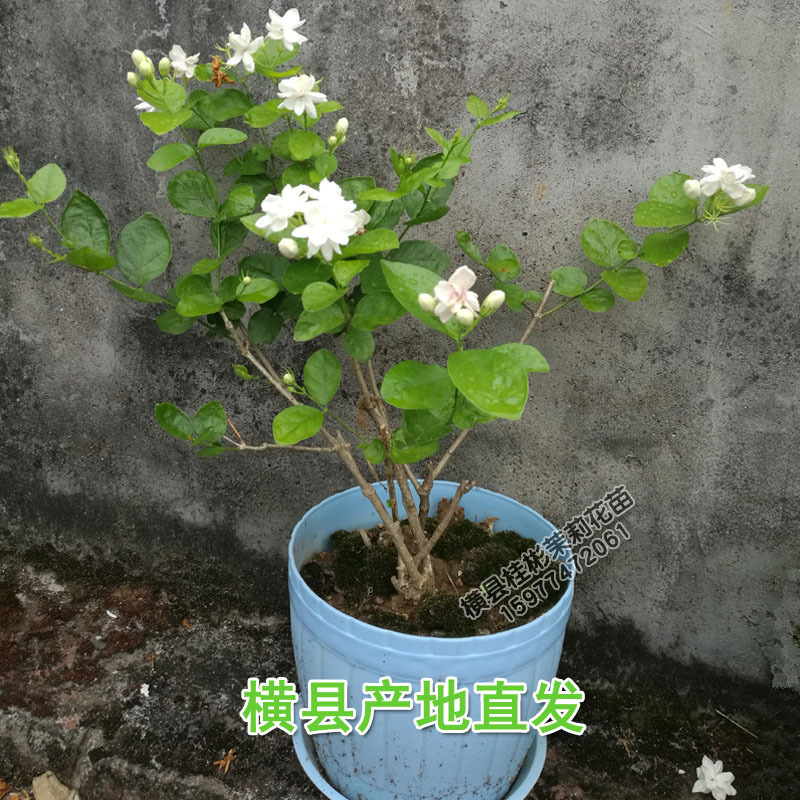 茉莉花苗3年苗2023年夏广西横县产地直发双瓣白色茉莉芳香阳台