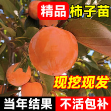 �����������������޽ӹ������ϱ����Nֲ����Y���������Ә���