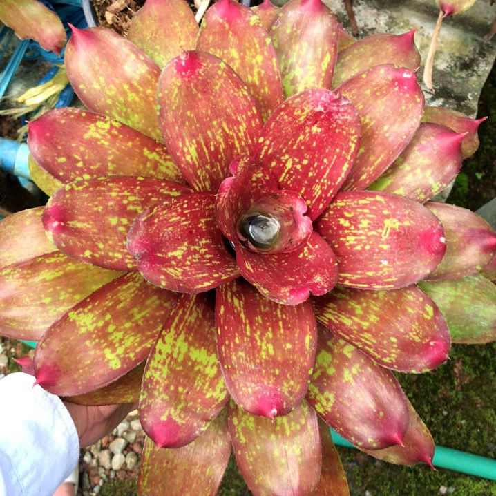 Застойная вода ананас