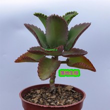 宽叶不死鸟多肉植物老桩棒叶落地生根花阔叶肉肉盆栽大叶不死鸟锦