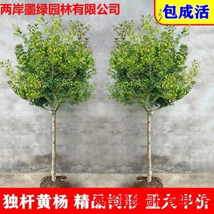 Single-Stemmed Small-Leaf Boxwood Sapling Potted Courtyard Ground Planting Fence Greening Tall Holly Bonsai Tree Stump Material