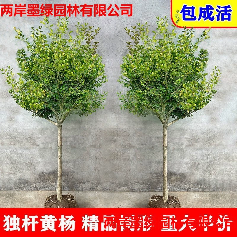 Одноростковый кустарник из мелколистной самшитовой древесины в горшке для посадки в дворе, озеленения забора, высокий бонсай из самшита, материал для коряг.