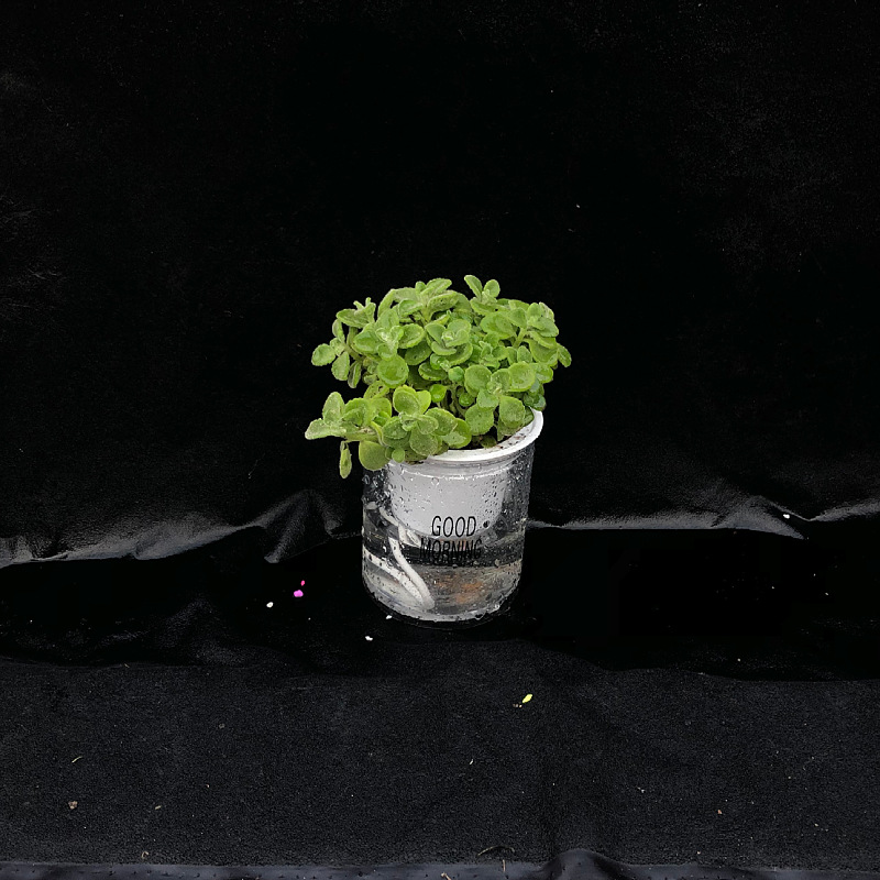Oficina de árboles ricos para cultivar pequeñas plantas verdes en maceta, flores de arroz, plantas de mesa hidropónicas de orquídea de tigre image 9