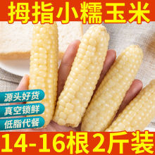 西双版纳拇指小糯玉米云南迷你小包谷真空袋装即食早餐低脂食品