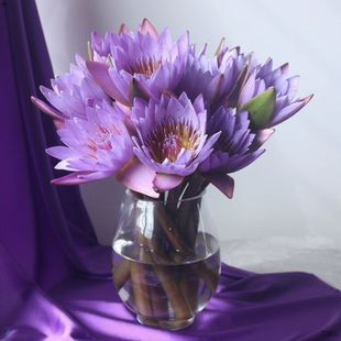 Water Lily Flower Bouquet 10 Pieces with Buds, Water-Raised Indoor Yunnan Straight Hair, Direct Batch, Kunming Flower Market Straight Hair
