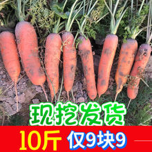 新鲜胡萝卜10斤低价农家蔬菜水果脆甜萝卜批一箱现挖发货厂家批发