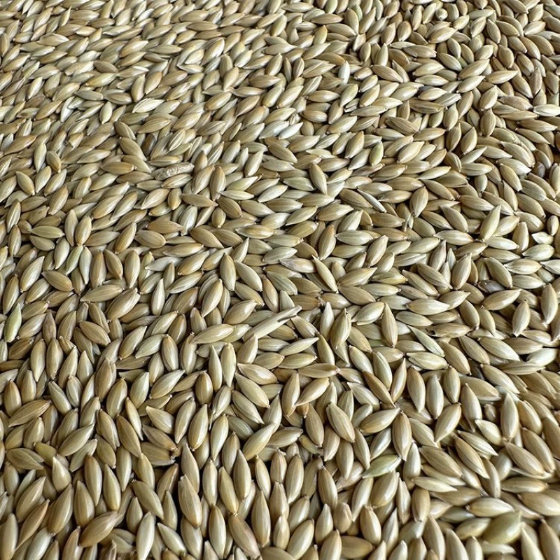 Импортное корм для канареек, масличные семена, белые семена, семена травы, корм для птиц, корм для голубей оптом