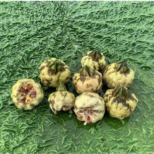 Gorgon Seeds Are High-Yielding and Easy to Grow, Suitable for Pond Aquatic Plants, Wetland Greening, and Water Cultivation of Lotus Seeds, Specifically for Wetland Greening