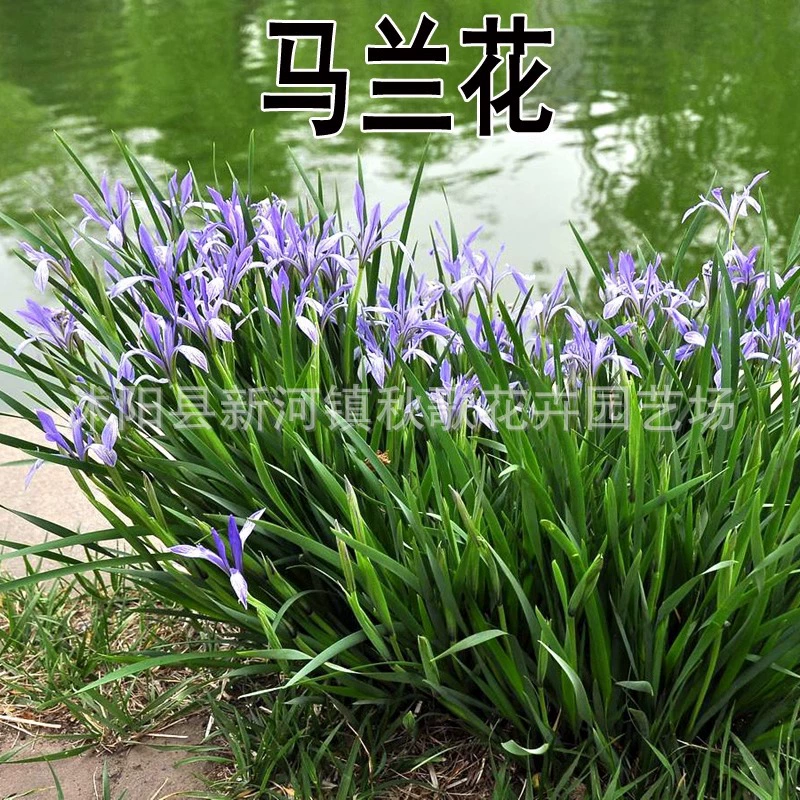 Ма Lianhua семян посев в четыре сезона Ма Lianhua семян двор засухоустойчивый морозостойкий простой легко выращивать цветы и семена растений