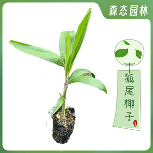 ��βҬ�������Ի���ͥԺ�G����ľ�ؙ���ֲ���β�ش����辰