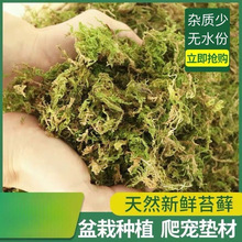 优质鲜活干苔藓兰花蝴蝶兰种植铁皮石斛专用营养土爬宠用批发观景